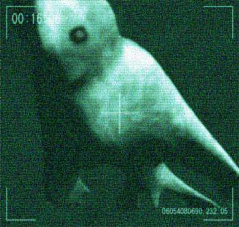 Antarctic ningen humanoid -- 