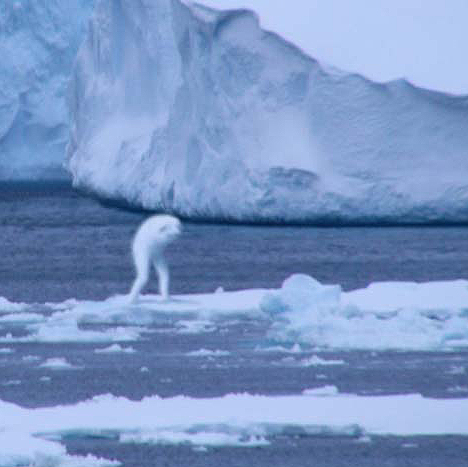 Antarctic ningen humanoid -- 