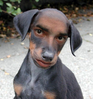 dog born with human face