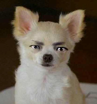 Jin-men-ken, human-faced dog -- 