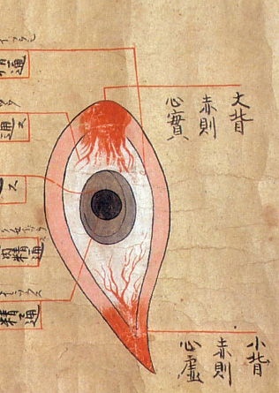 Edo-period medical illustration -- 