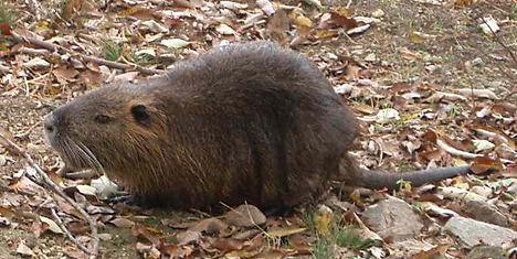 Wild nutria in Hyogo prefecture -- 