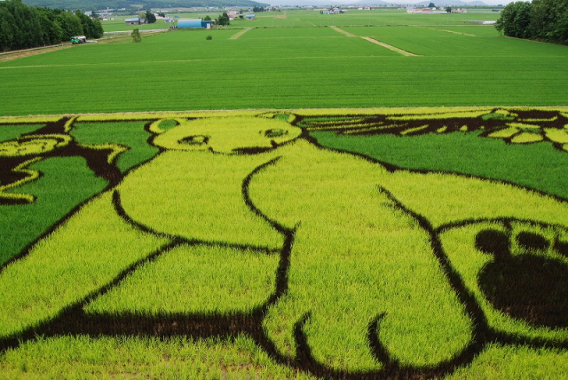 Rice  paddy crop art in Japan, 2010 --
