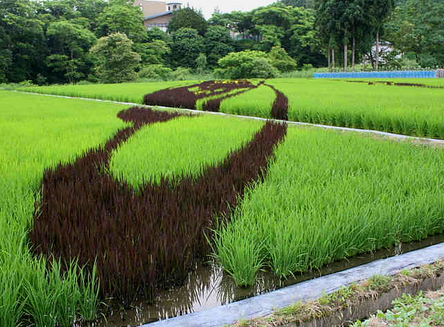 Rice  paddy crop art in Japan, 2010 --