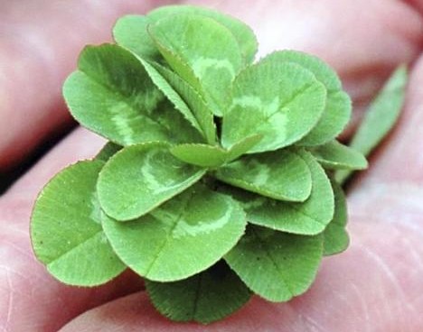 21-leaf clover -- 