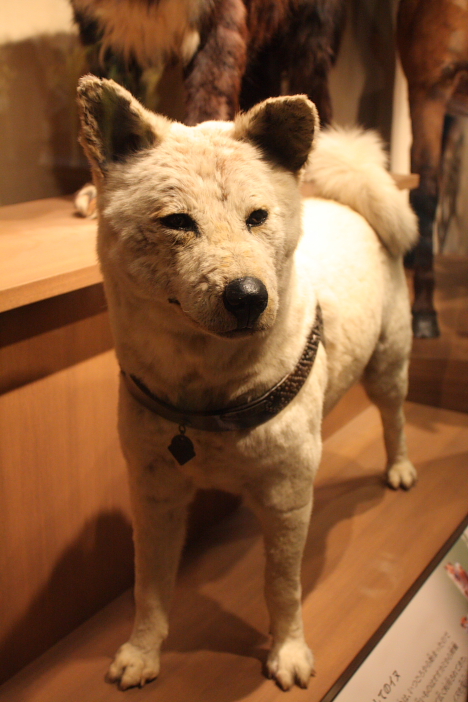 Hachiko at National Museum of Nature and Science, Tokyo -- 