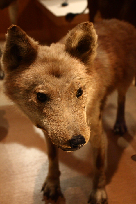 Honshu Wolf, Japanese wolf, at National Museum of Nature and Science, Tokyo -- 