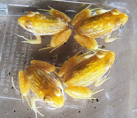Gold frogs -- 