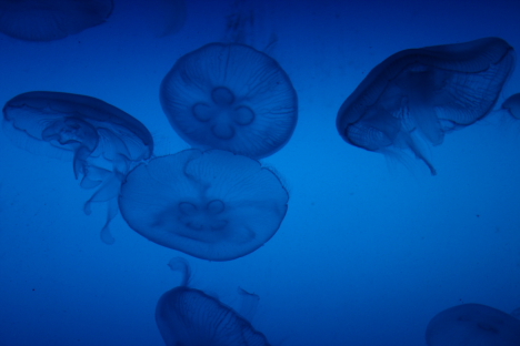 jellyfish_10.jpg