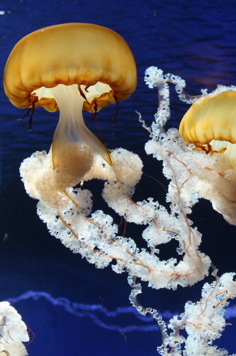 Pacific sea nettle -- 