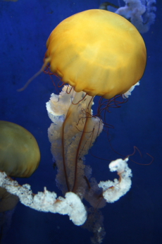 jellyfish_4.jpg