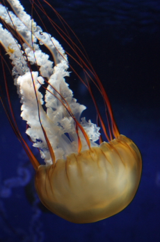 jellyfish_5.jpg