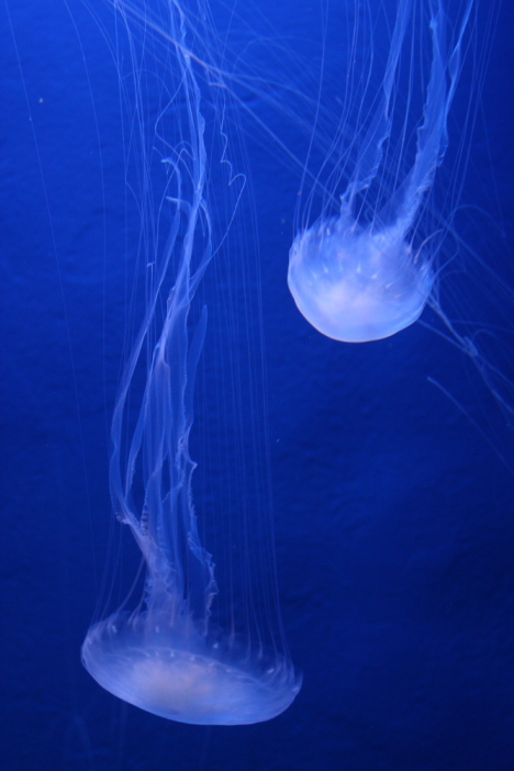 jellyfish_7.jpg