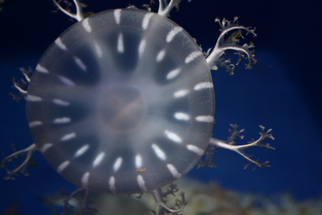 jellyfish_9.jpg