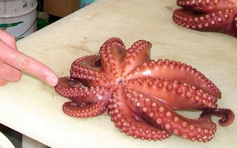[Image: nine_tentacled_octopus.jpg]
