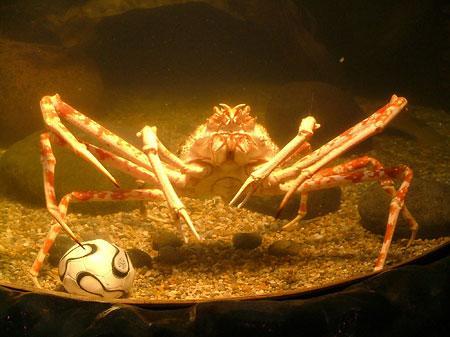 Crab playing soccer