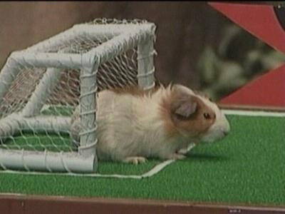 Guinea pig playing soccer